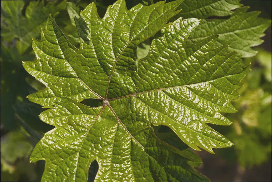 Finding Comfort and Relief: Navigating PMDD with Grape Leaf-Inspired Cuisine